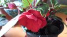 SAM_2944