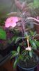 SAM_2948
