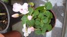 SAM_2962