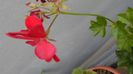 SAM_2967