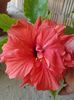 Copper rose