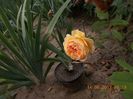 crown princess margareta  ?