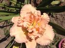 Siloam stainlet delight
