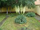 Yucca filamentosa