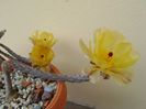 Pterocactus tuberosus