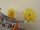 Pterocactus tuberosus
