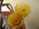 Pterocactus tuberosus