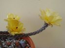 Pterocactus tuberosus