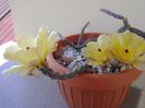 Pterocactus tuberosus