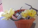 Pterocactus tuberosus