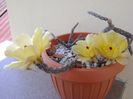 Pterocactus tuberosus