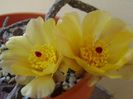 Pterocactus tuberosus