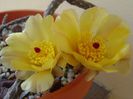 Pterocactus tuberosus
