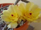 Pterocactus tuberosus