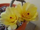 Pterocactus tuberosus