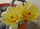Pterocactus tuberosus
