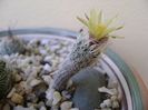 Turbinicarpus krainzianus v. minimus