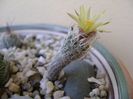 Turbinicarpus krainzianus v. minimus