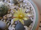 Turbinicarpus krainzianus v. minimus