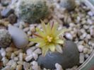 Turbinicarpus krainzianus v. minimus