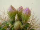 Acanthocalycium spiniflorum f. violaceum