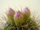 Acanthocalycium spiniflorum f. violaceum