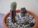Grup de 3 cactusi altoiti