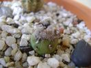 Mammillaria theresae albiflora (altoita pe opuntia)