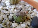 Mammillaria theresae albiflora (altoita pe opuntia)