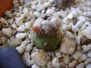 Mammillaria theresae albiflora (altoita pe opuntia)