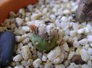 Mammillaria theresae albiflora (altoita pe opuntia)