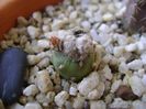 Mammillaria theresae albiflora (altoita pe opuntia)