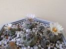 Grup de 6 Turbinicarpus
