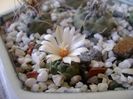 Turbinicarpus klinkerianus