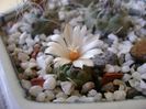 Turbinicarpus klinkerianus