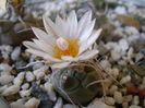 Turbinicarpus macrochele v. kupcakii