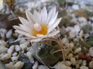 Turbinicarpus macrochele v. kupcakii