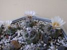 Turbinicarpus macrochele v. kupcakii