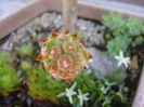 Sempervivum, boboc