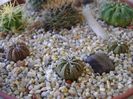 Astrophytum asterias hb., 3 ex.