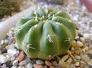 Matucana polzii