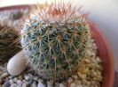 Mammillaria matudae