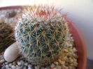 Mammillaria matudae
