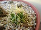 Ferocactus glaucescens