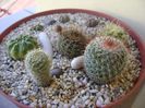 Grup de 8 cactusi