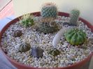 Grup de 8 cactusi