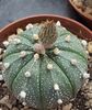 Astrophytum asterias
