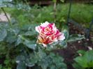 vanille fraise