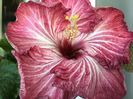 Tahitian Purple Splendor