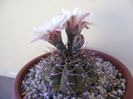 Gymnocalycium ochoterenae v. cinereum